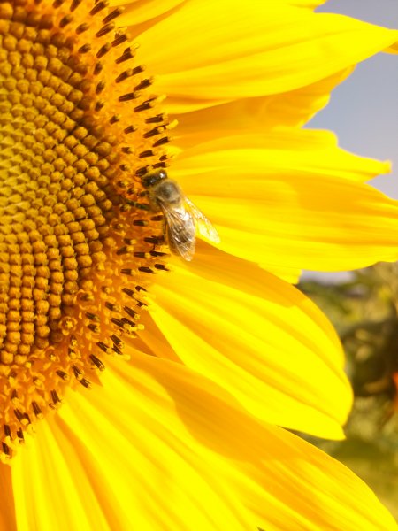 Biene beim Pollensammeln auf einer Biosonnenblume