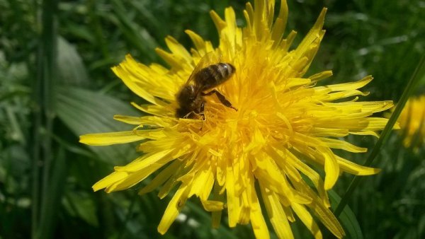 Unsere Bienen brauche eure Hilfe